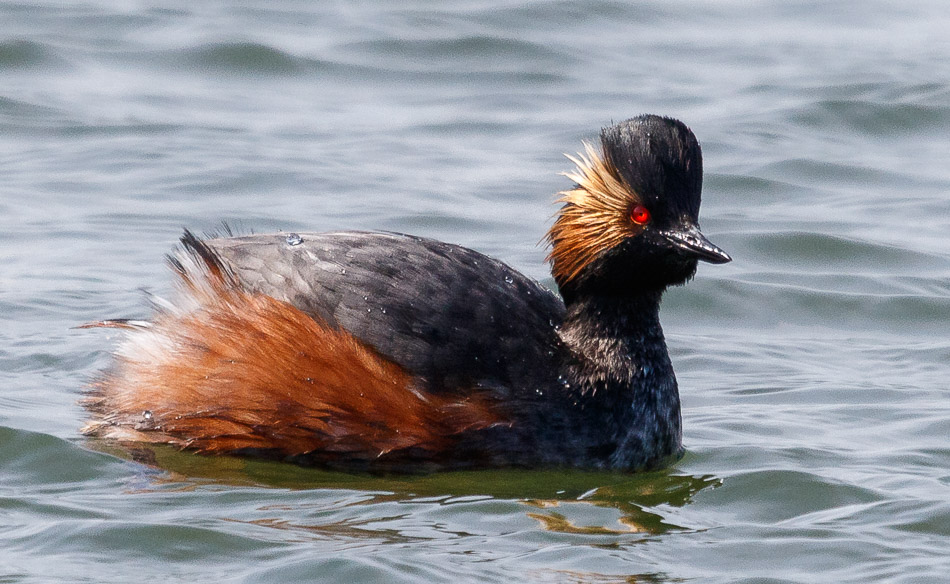 Geoorde Fuut | Eendrachtspolder, 11 april 2016